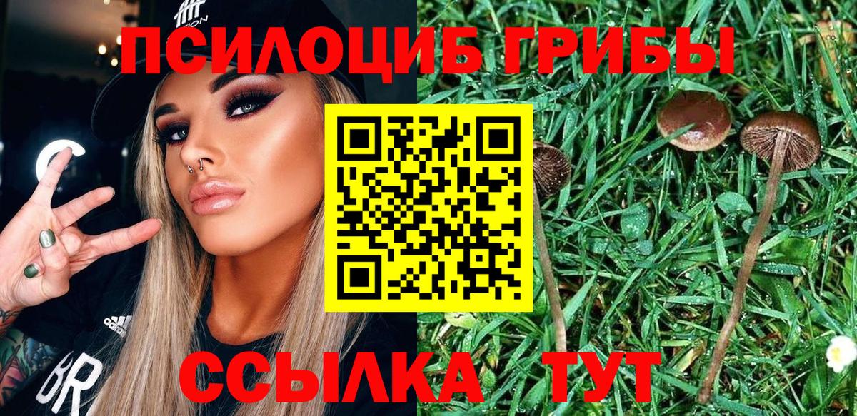 Новый Уренгой  Псилоцибиновые грибы Cubensis  даркнет сайт  Вход с VPN 